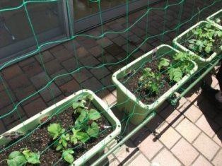 ゴーヤと朝顔が広がるようにネットを張りました！