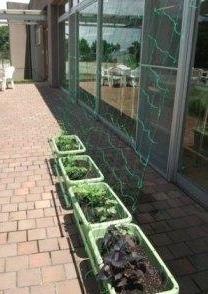 成長が楽しみ！