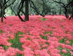 満開の曼珠沙華